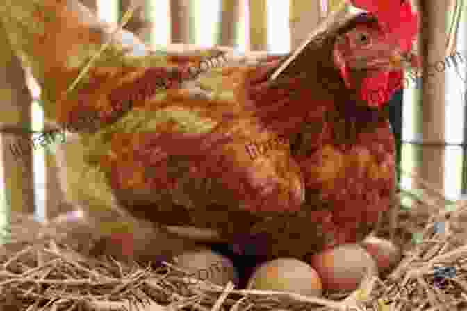 A Brown Hen With A Chocolate Egg In Its Beak The Hen That Laid Chocolate Eggs