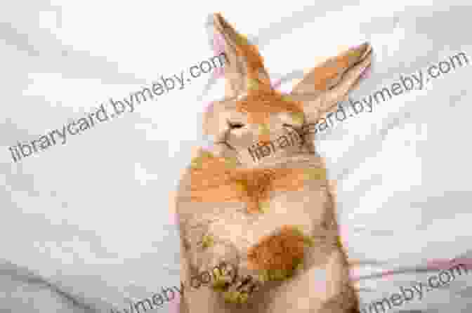 A Bunny Sleeping Peacefully On A Bed Of Wildflowers The Rabbit Who Hated Carrots: (Beautifully Illustrated Children S Bedtime Story For Ages 1 8 With Bunnies)