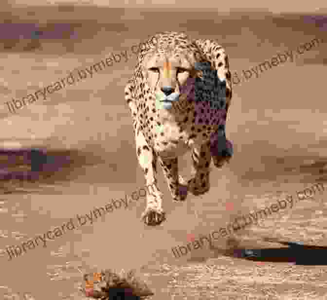 A Cheetah Sprints At Lightning Speed In Pursuit Of Its Prey. The Untold Voices Of The African Animals