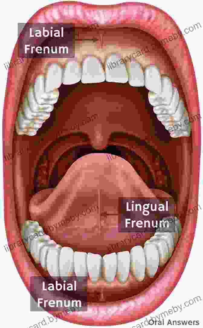 A Close Up Image Of The Frenulum, The Small String Under The Tongue Tongue Tied: How A Tiny String Under The Tongue Impacts Nursing Speech Feeding And More