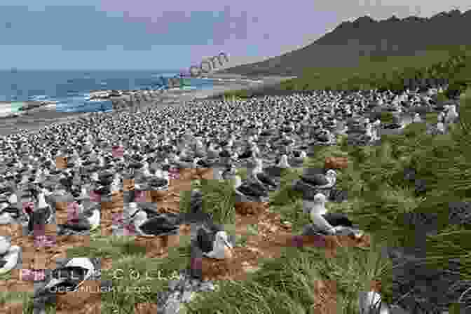 A Colony Of Albatrosses In The Scotia Sea Antarctic Marine Wildlife: Antarctic Peninsula Weddell Sea Scotia Sea