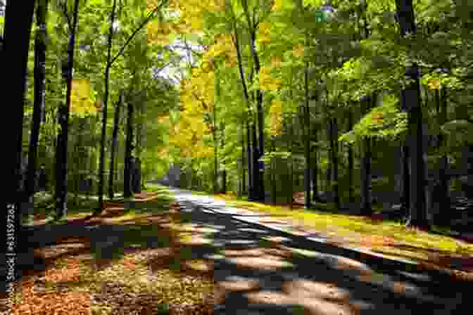 A Dense Forest Along The Natchez Trace Parkway, With Sunlight Filtering Through The Canopy, Creating A Serene Ambiance. Guide To The Natchez Trace Parkway