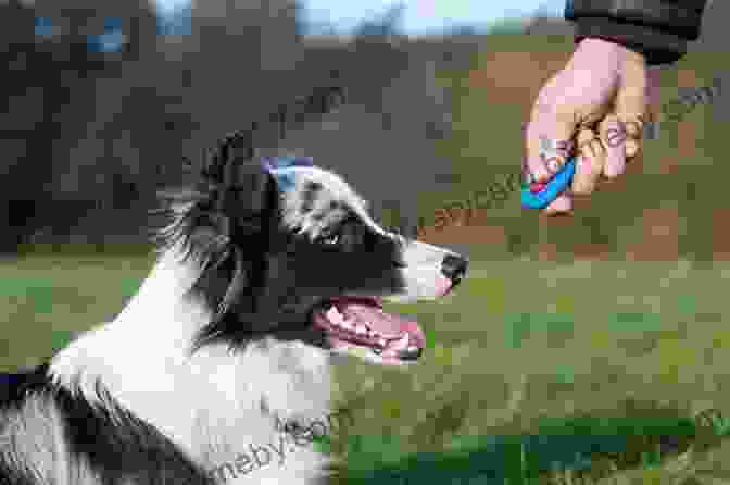 A Family Dog Learning A New Command Using Clicker Training Essential Skills For A Brilliant Family Dog 1 4: Calm Down Leave It Let S Go And Here Boy