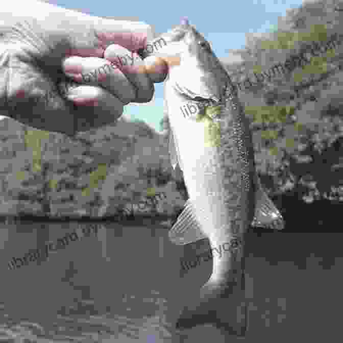 A Fisherman Holding A Large Bass IGFA S 101 Freshwater Fishing Tips Tricks