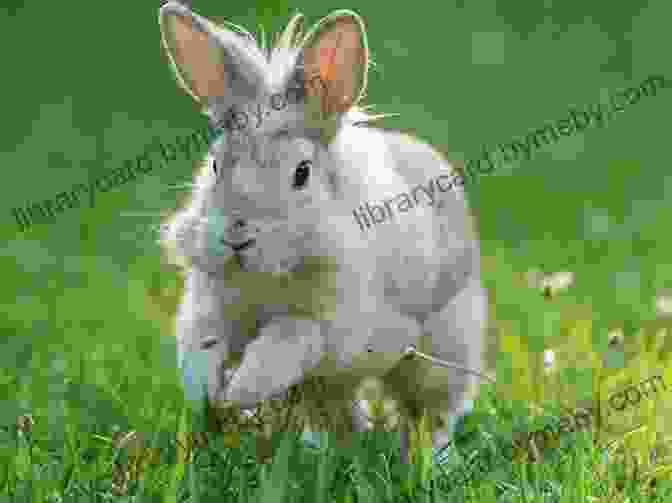 A Group Of Bunnies Playing And Hopping Through A Meadow The Rabbit Who Hated Carrots: (Beautifully Illustrated Children S Bedtime Story For Ages 1 8 With Bunnies)