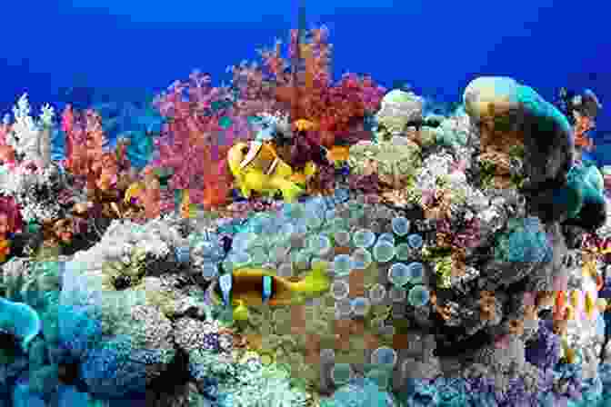 A Group Of Divers Exploring A Vibrant Coral Reef, Surrounded By Diverse Marine Life Fins: A Sharks Incorporated Novel