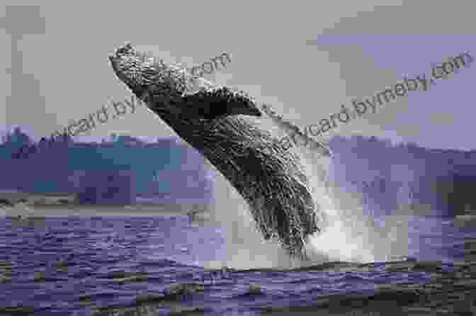 A Humpback Whale Breaches In The Scotia Sea Antarctic Marine Wildlife: Antarctic Peninsula Weddell Sea Scotia Sea