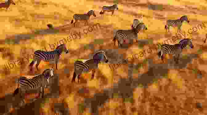 A Large Herd Of Zebras Grazes Peacefully On The Open Plains. The Untold Voices Of The African Animals