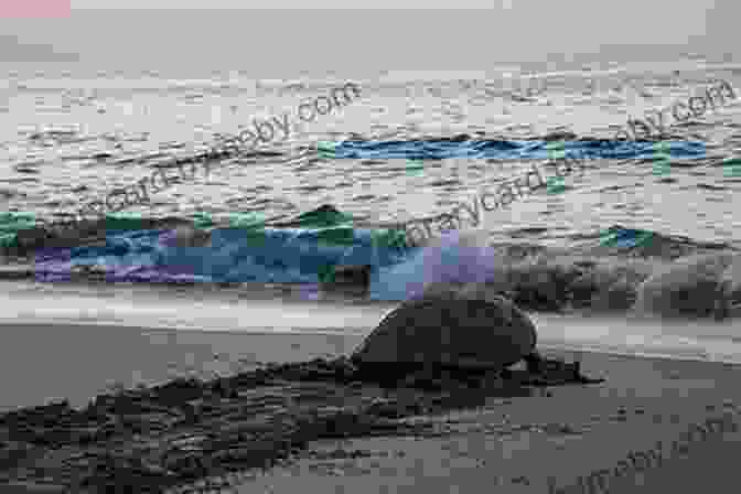 A Majestic Green Sea Turtle Nesting On The Shores Of Ras Al Jinz Berlitz Pocket Guide Oman (Travel Guide EBook)