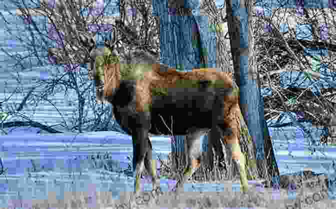 A Majestic Moose Standing In A Field In Manitoba A Trip To Manitoba Ben Box