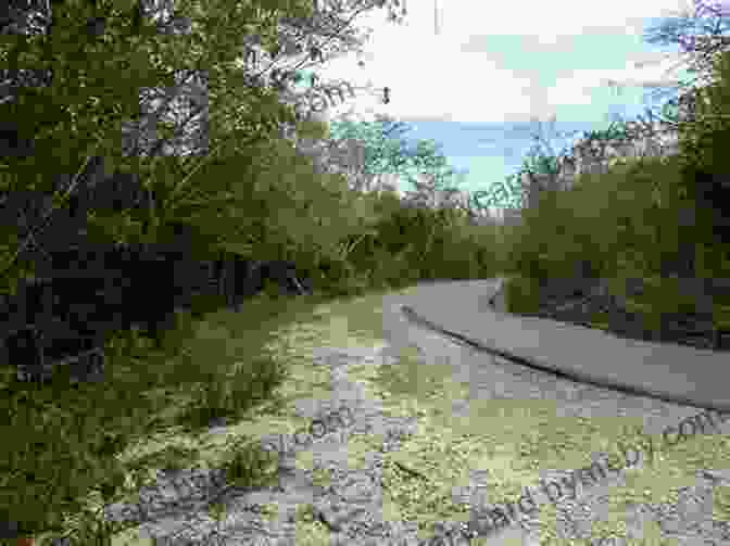 A Panoramic View Of Guanica's Historic Dry Forest With Wind Turbines In The Background The Island Hopping Digital Guide To Puerto Rico Part II The South Coast: Including La Parguera Guanica Ponce Salinas Jobos And Puerto Patillas