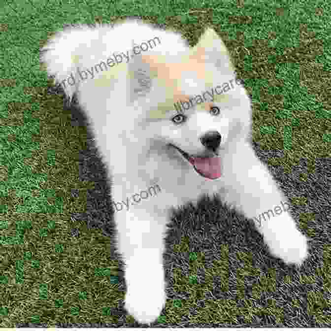 A Playful Pomsky Puppy With Striking Blue Eyes And A Fluffy Coat POMSKY: The Complete Guide Pomsky Dog Manual Husky Care Costs Feeding Grooming Health And Training