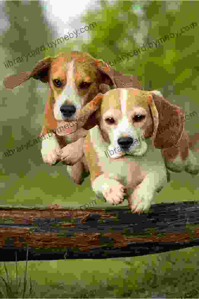 A Playful Puppy Looking Excited And Ready For Adventure Silly Dogs An Easy Read Picture For Kids (Silly Easy Read For Kids 1)