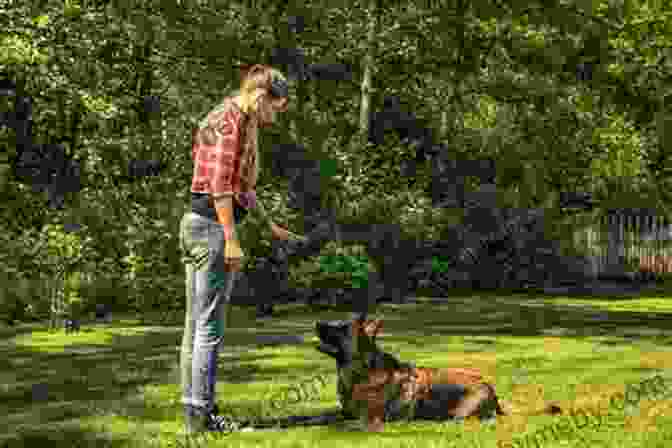 A Well Trained Family Dog Sitting And Staying On Command Essential Skills For A Brilliant Family Dog 1 4: Calm Down Leave It Let S Go And Here Boy