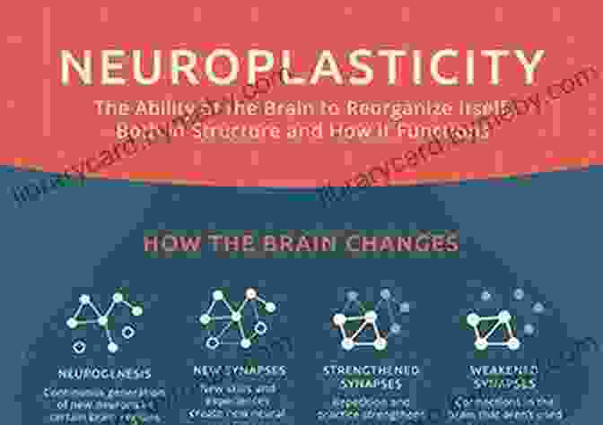 An Illustration Depicting The Concept Of Neuroplasticity, Showing The Brain's Ability To Change And Adapt Over Time. Memory Improvement: Techniques Tricks Exercises How To Train And Develop Your Brain In 30 Days