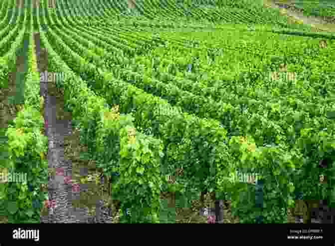 Bordeaux Vineyards Rolling Hills Bordeaux: Complete (Guides To Wines And Top Vineyards 22)