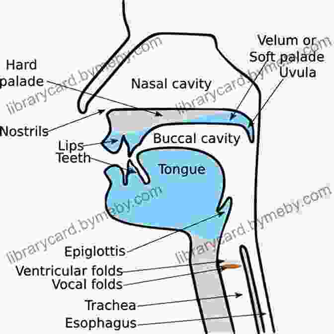 Diagram Of Vocal Anatomy Singing Skills: Learn How To Sing In Tune Manage Vocal Techniques And Increase The Power Of Your Voice