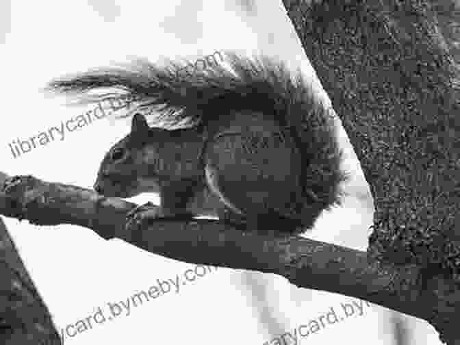 Humphrey Sitting On A Tree Branch With Shellie The Squirrel And Scat The Cat Summer According To Humphrey Betty G Birney