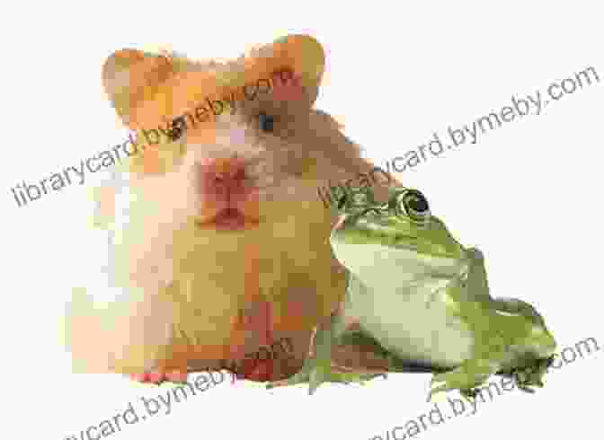 Humphrey The Hamster Dreaming Of Flying Surprises According To Humphrey Betty G Birney