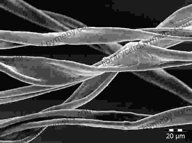 Microscopic Image Of Natural Wool Fibers Advances In Wool Technology (Woodhead Publishing In Textiles)