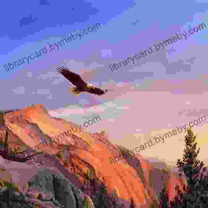 Oil Painting Of A Soaring Bald Eagle Drawing And Painting Birds Tim Wootton