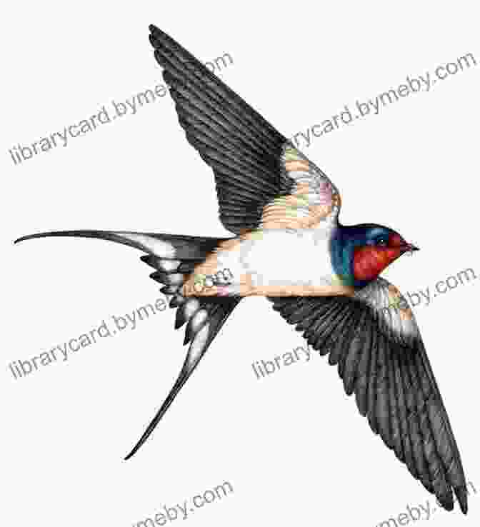 Realistic Pencil Drawing Of A Swallow In Flight Drawing And Painting Birds Tim Wootton