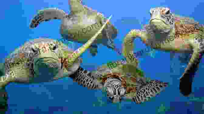 Sea Turtle Migrating Across The Ocean The Homing Instinct: Meaning Mystery In Animal Migration