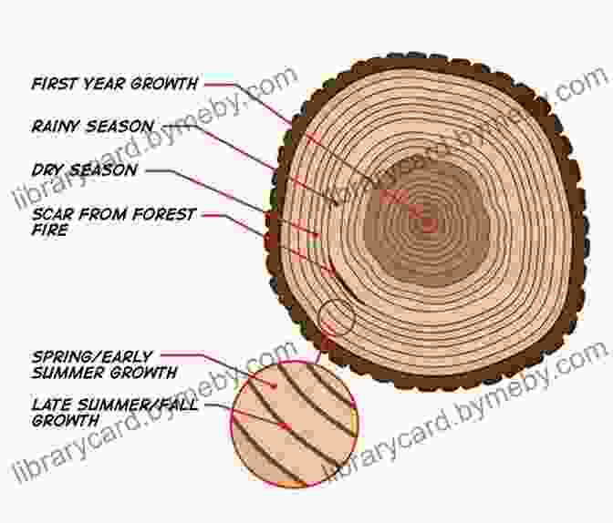 Streaks In Tree Rings The Hot Hand: The Mystery And Science Of Streaks