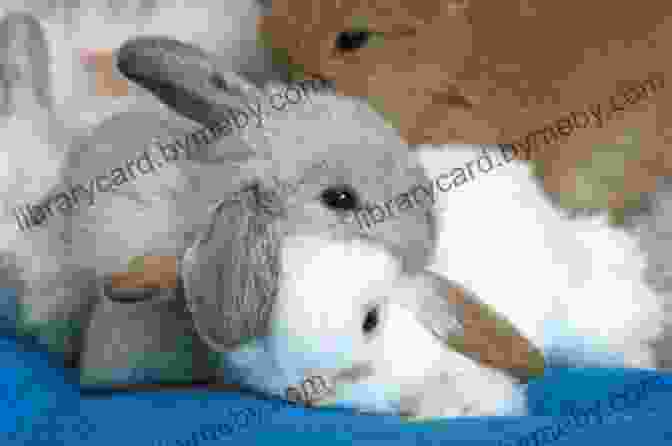 Two Adorable Bunnies Cuddling Under The Moonlight The Rabbit Who Hated Carrots: (Beautifully Illustrated Children S Bedtime Story For Ages 1 8 With Bunnies)