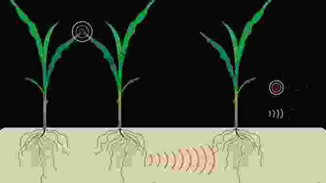 Two Plants Communicating With Each Other Using Chemical Signals The Botany Of Desire: A Plant S Eye View Of The World