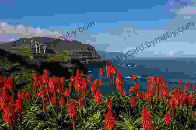 Vibrant Display Of Flowers In Madeira, Showcasing The Island's Subtropical Charm Frommer S Portugal (Complete Guide) Paul Ames