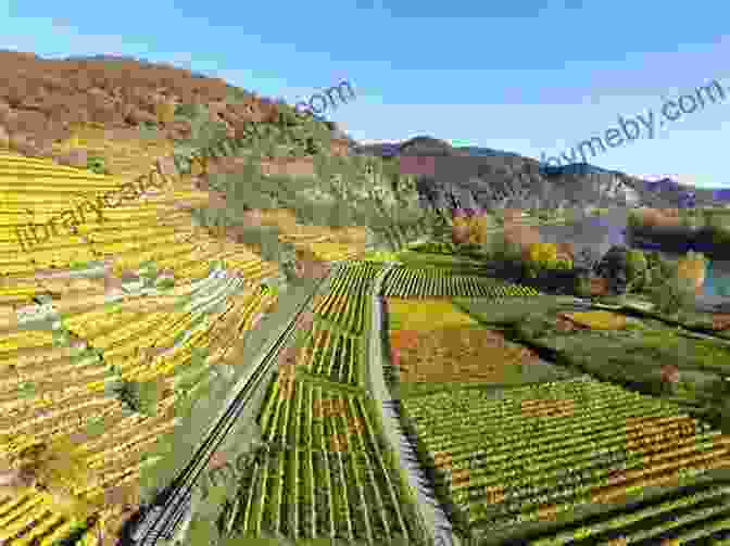 Vineyards In The Rhine Valley Near Rüdesheim The Rhine: Following Europe S Greatest River From Amsterdam To The Alps