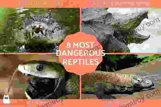 Wildlife Adventures With The World Most Dangerous Reptiles Snakemaster: Wildlife Adventures With The World?s Most Dangerous Reptiles